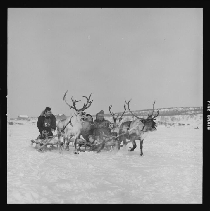 Svart/hvitt-bilde med to som kappkjører med rein på en snødekt vidde