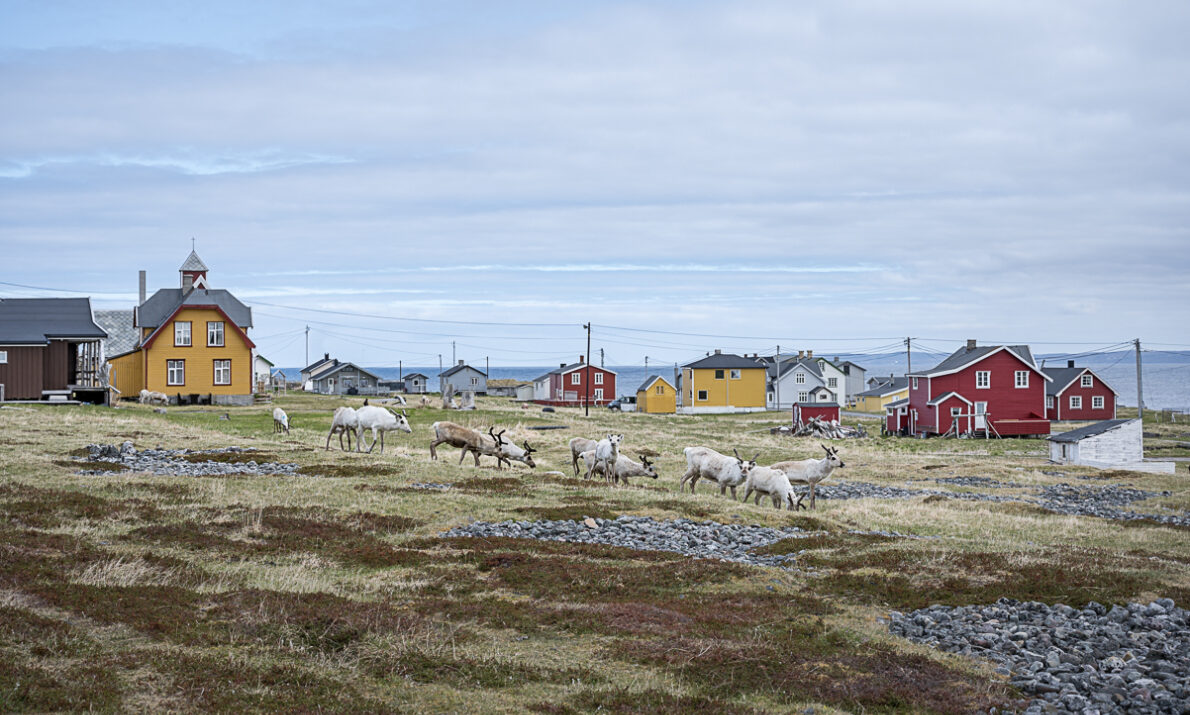 Et åpent kystlandskap med lav vegetasjon, hvor en flokk reinsdyr beiter foran en liten samling fargerike trehus i gult og rødt. Husene ligger spredt utover et flatt område nær havet, under en overskyet himmel.
