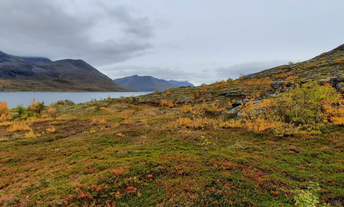 Større område med vegetasjon i høstfarger. Bak en liten fjord og så noen fjell over der. Himmel med skyer.