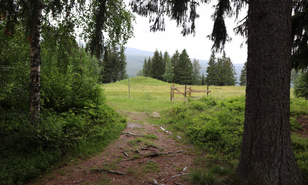 En bred sti i en skog går mot et åpent gresskledt landskap. Noen stolper og en haug kan ses på en gresslette. Skog bak. Et fjell skimtes i bakgrunnen og hvit himmel.