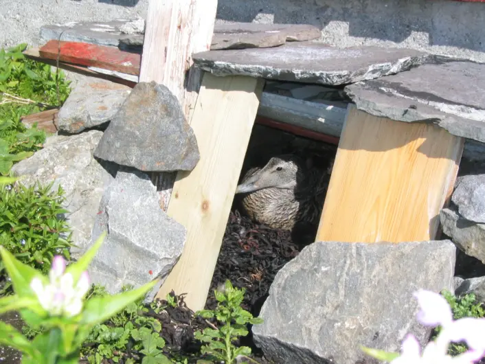 Ærfugl ligger inne i hus laget av av plank og steinheller. Grønne vekster foran og på siden.