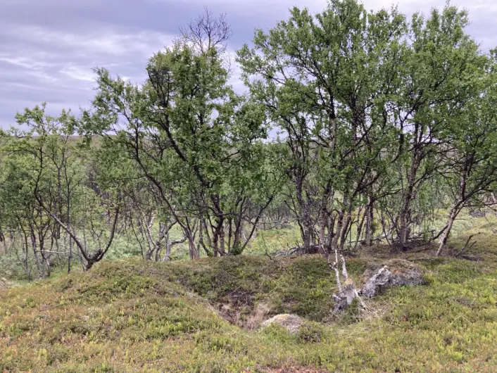 Grop i landskapet under noen trær. Bakke med gress og mose. Himmel med skyer øverst.