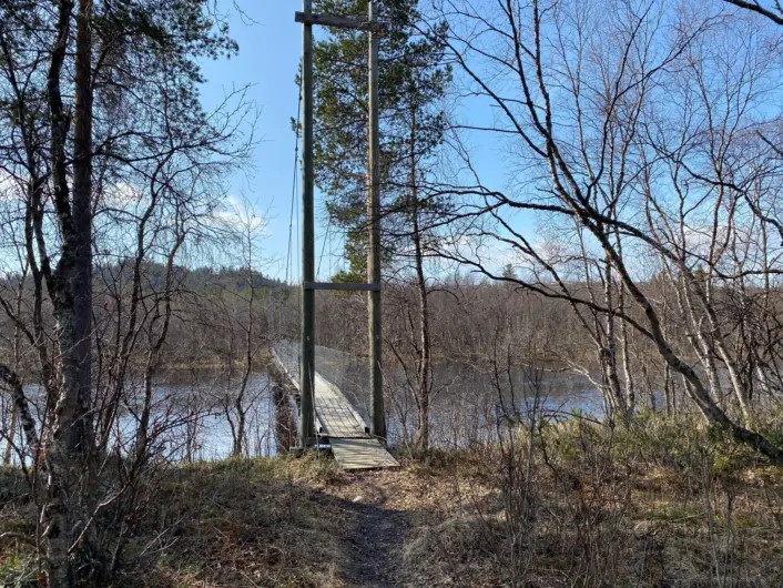En smal hengebro i tre strekker seg over en elv omgitt av vår- eller høstlig skog, med nakne grener og et stort furutre som ruver bak brofestet. En smal sti leder frem til broen under klar blå himmel.