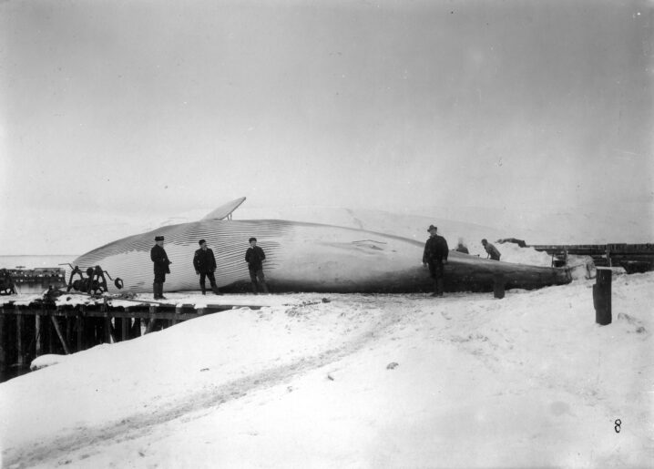 Svart hvitt bilde. Snø på bakken foran og midt i bildet en stor hval som ligger på bakken. Foran fire menn, trolig hvalfangere. Over en himmel med tett skydekke.