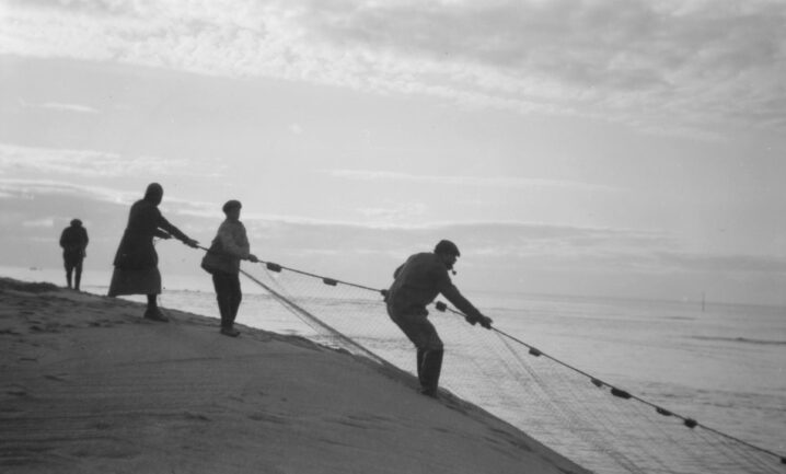 Skoltesamer fisker i osen av Grense Jakobselv. Garnet ble satt ut på fjæra sjø (fjære sjø) med dragtau. Og så drog de garnet når havet flødde og laksen gikk opp mot land. På bildet er det en kvinne og to menn som drar garnet, mens en står litt lenger unna og betrakter hendelsen. Mannen i front med pipe i munnen.