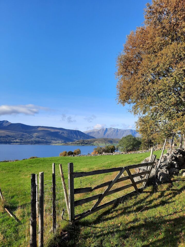 Gammelt gjerde i tre i forgrunnen, et stort tre helt til høyre og så en gresslette, fjord og fjell. Blå himmel.