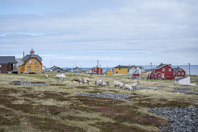Et åpent kystlandskap med lav vegetasjon, hvor en flokk reinsdyr beiter foran en liten samling fargerike trehus i gult og rødt. Husene ligger spredt utover et flatt område nær havet, under en overskyet himmel.