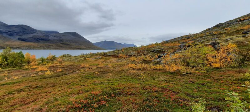 Større område med vegetasjon i høstfarger. Bak en liten fjord og så noen fjell over der. Himmel med skyer.